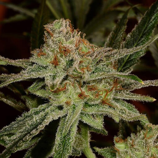 Buy Lemon Skunk online