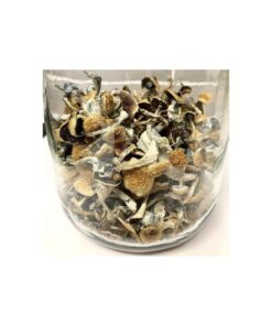 Buy Psilocybe Azurescens Online