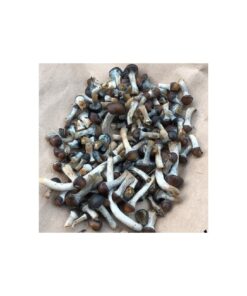 Buy Psilocybe Baeocystis Online