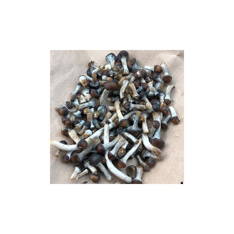 Buy Psilocybe Baeocystis Online