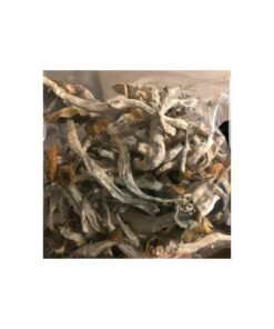 Buy Psilocybe Cubensis Online