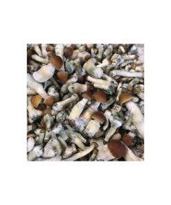 Buy Psilocybe-Azurescens Mushroom Online