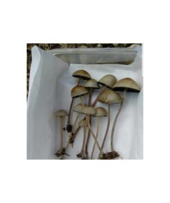 Buy Psilocybe Mexicana Online