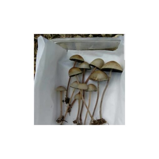 Buy Psilocybe Mexicana Online