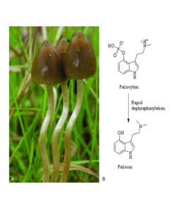 Buy Psilocybe Semilanceata Online